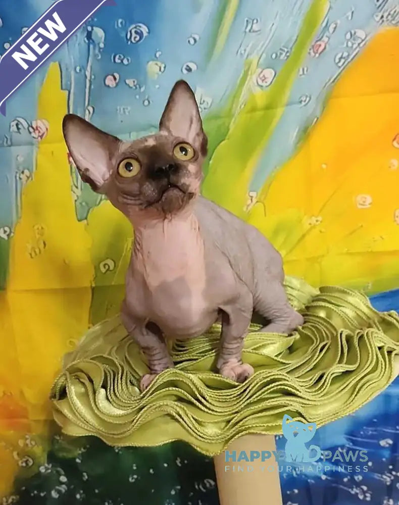 Muller Bambino male black bicolour live animals
