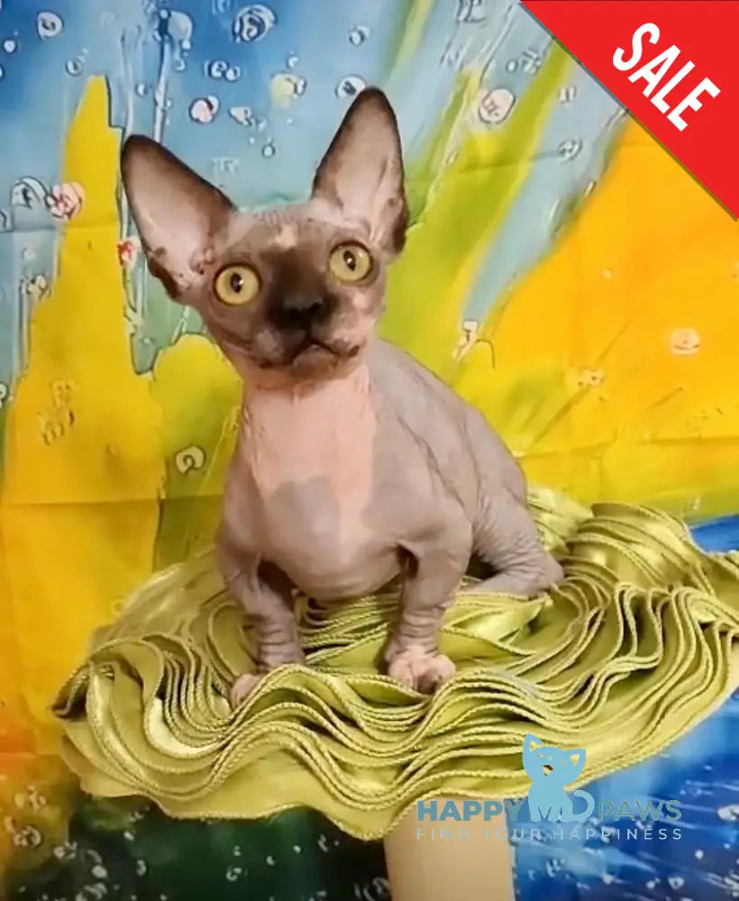 Muller Bambino male black bicolour live animals