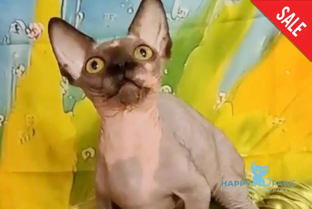 Muller Bambino male black bicolour live animals