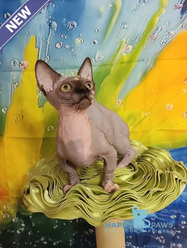 Muller Bambino male black bicolour live animals
