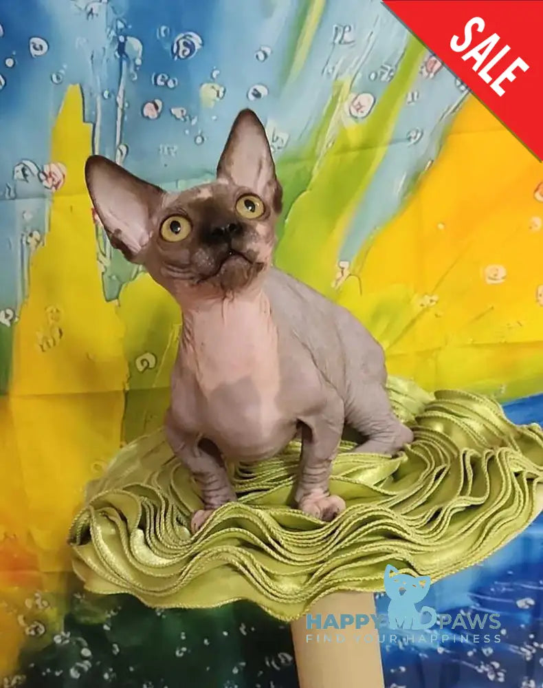 Muller Bambino male black bicolour live animals