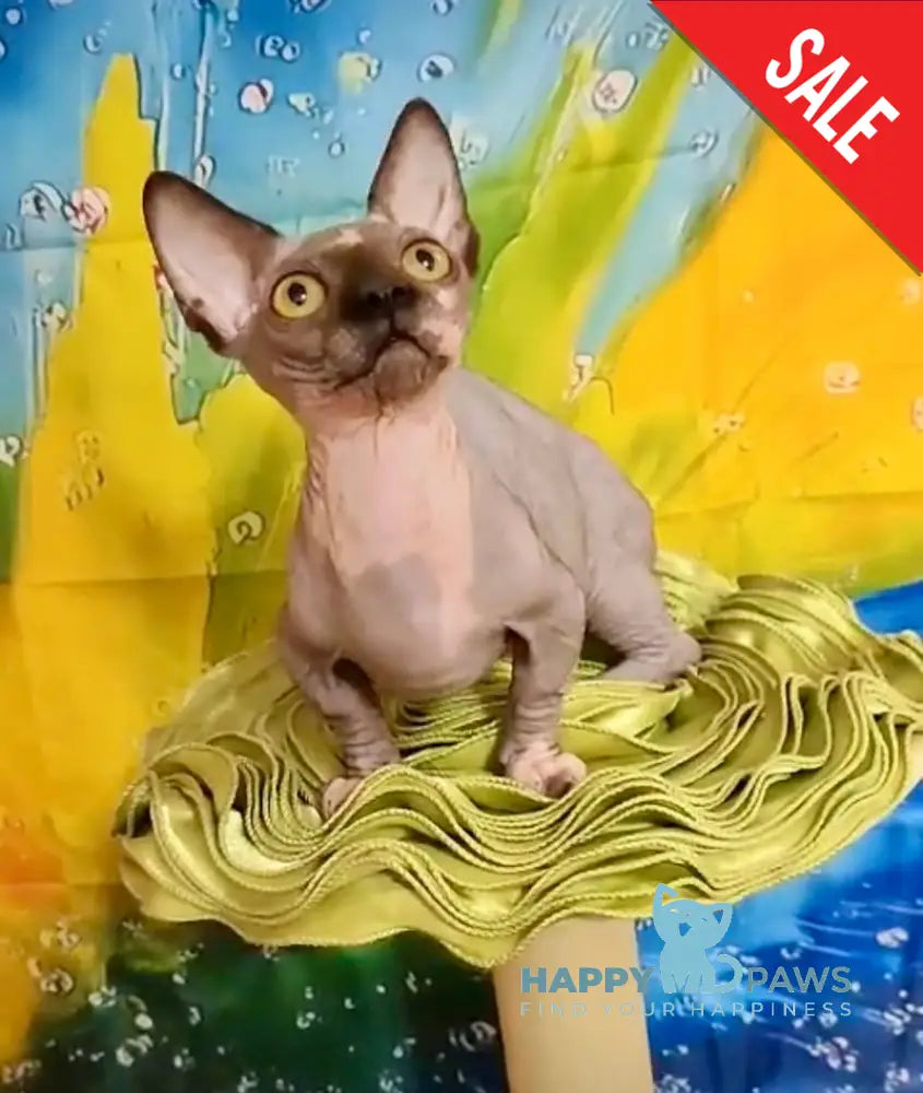 Muller Bambino male black bicolour live animals