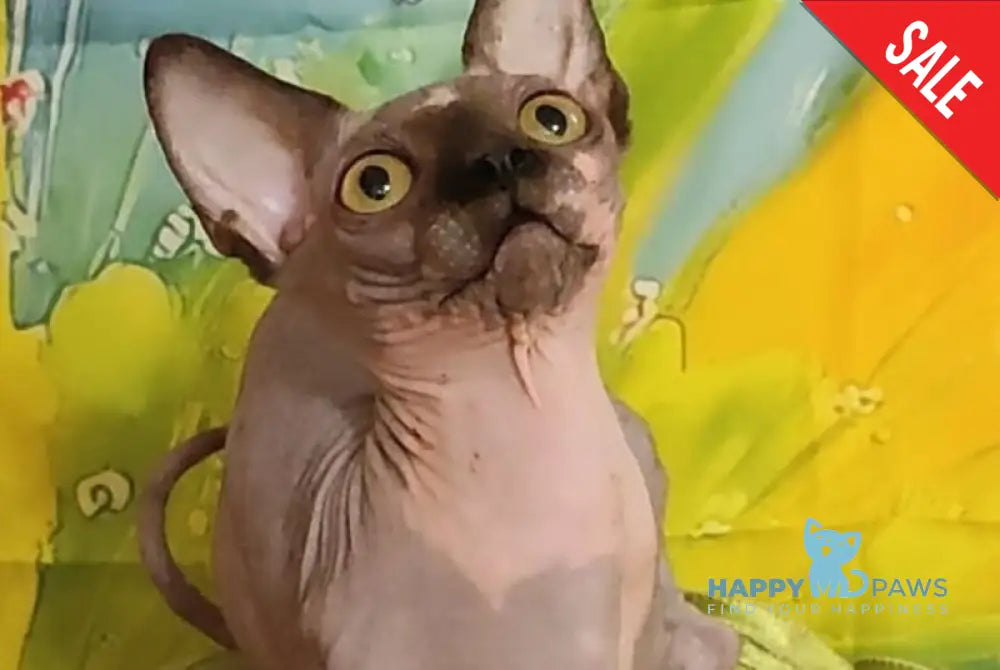 Muller Bambino male black bicolour live animals