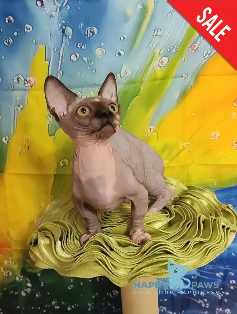 Muller Bambino male black bicolour live animals