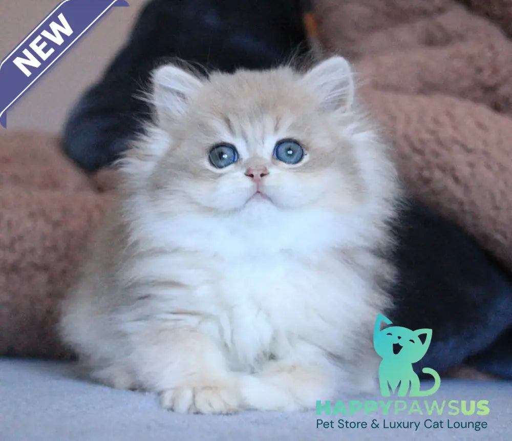 Multic British Longhair male blue golden shaded - live animals