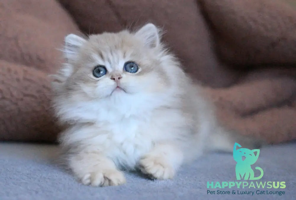 Multic British Longhair male blue golden shaded - live animals