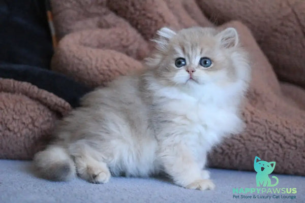 Multic British Longhair male blue golden shaded - live animals