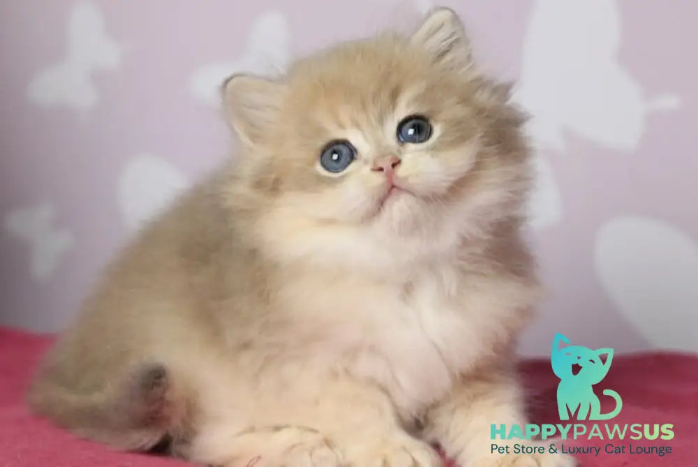 Multic British Longhair male blue golden shaded - live animals