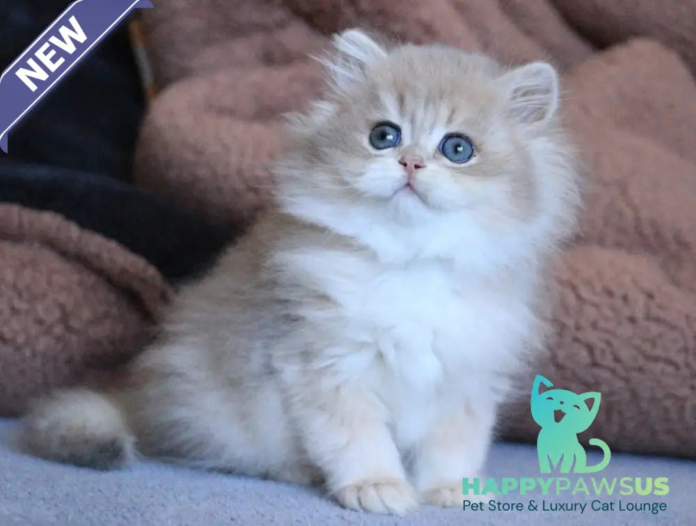 Multic British Longhair male blue golden shaded - live animals