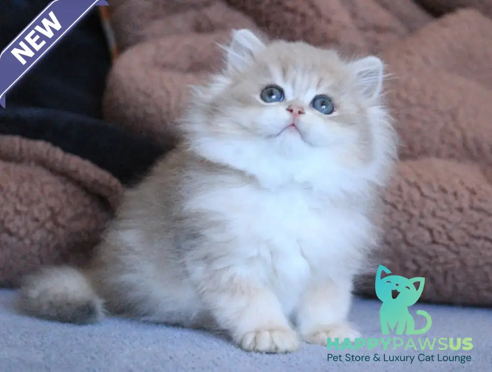 Multic British Longhair male blue golden shaded - live animals