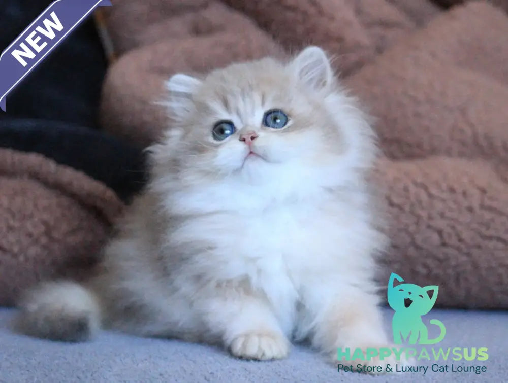 Multic British Longhair male blue golden shaded - live animals