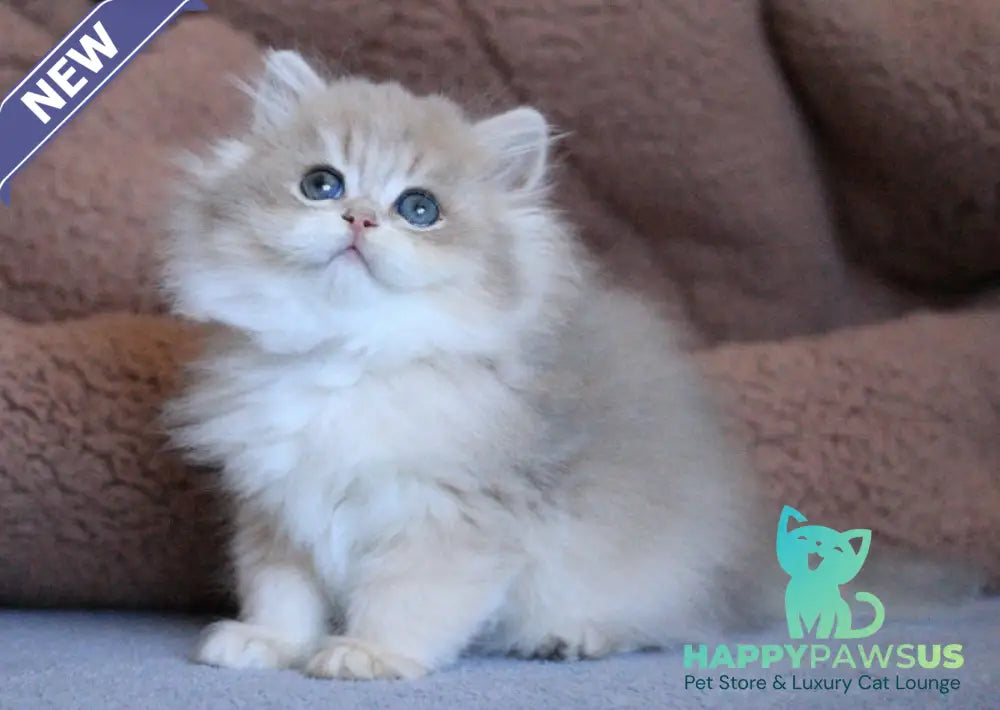 Multic British Longhair male blue golden shaded - live animals