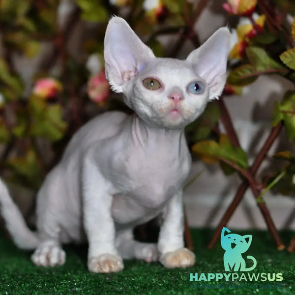 Multik Devon Rex male white - live animals
