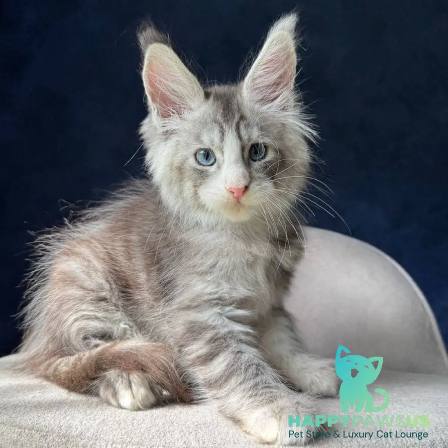 Mummy Troll Maine Coon male black silver spotted tabby with white - live animals