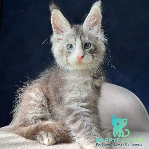 Mummy Troll Maine Coon male black silver spotted tabby with white - live animals