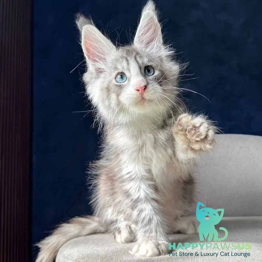 Mummy Troll Maine Coon male black silver spotted tabby with white - live animals