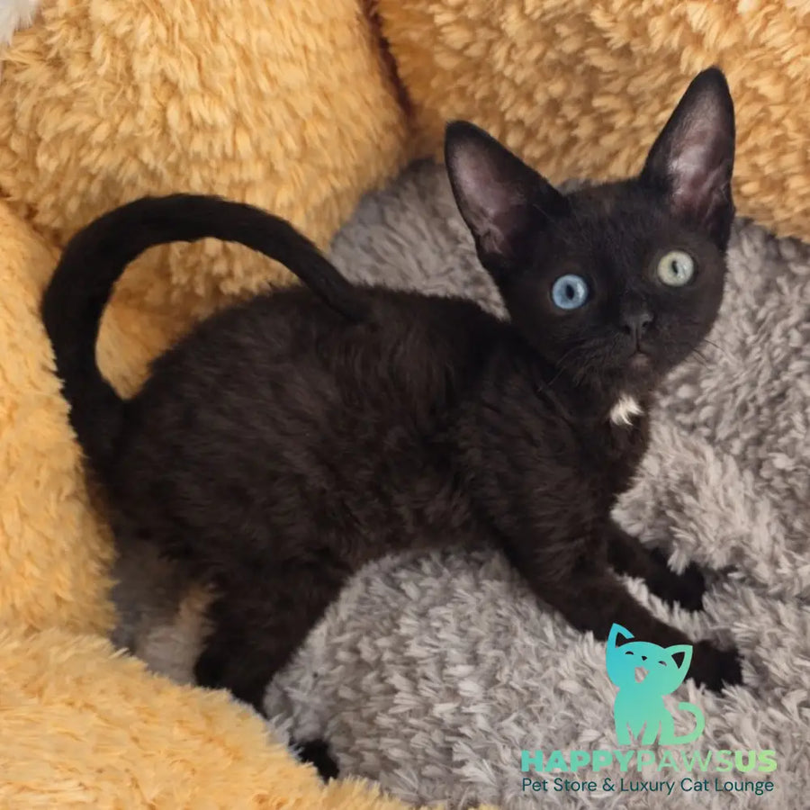 Mun Devon Rex female black with white - live animals