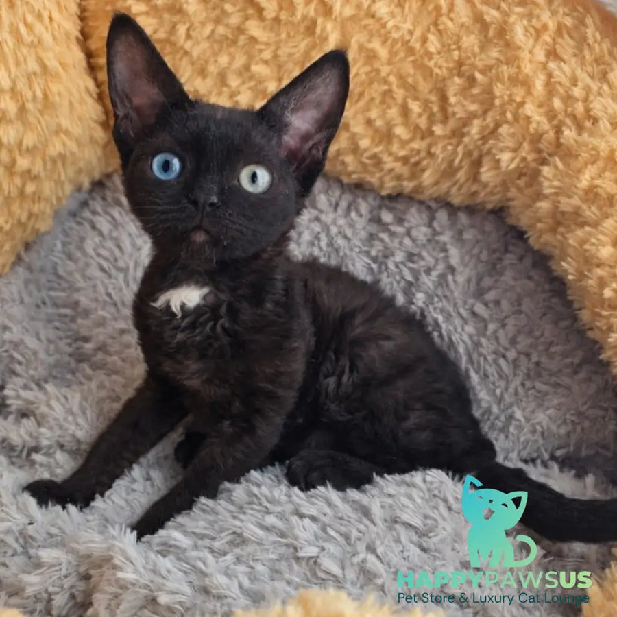 Mun Devon Rex female black with white - live animals