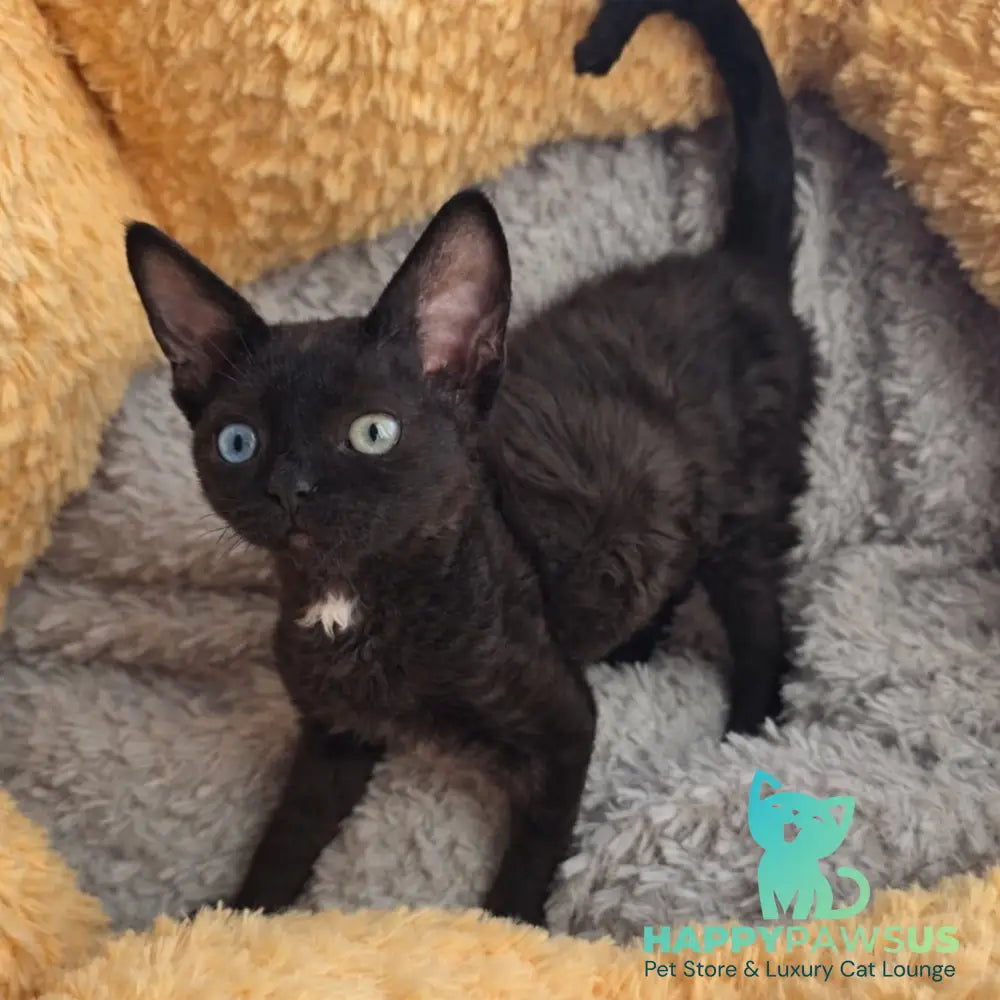 Mun Devon Rex female black with white - live animals