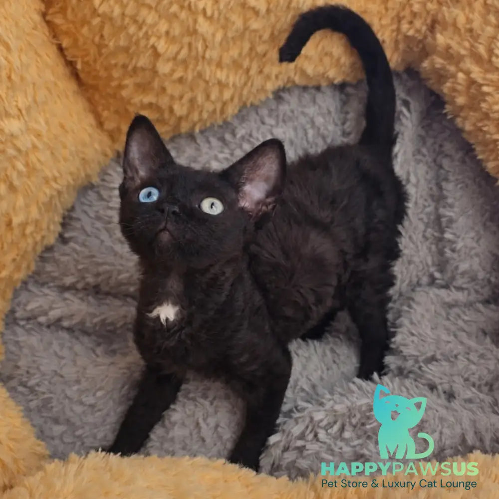 Mun Devon Rex female black with white - live animals