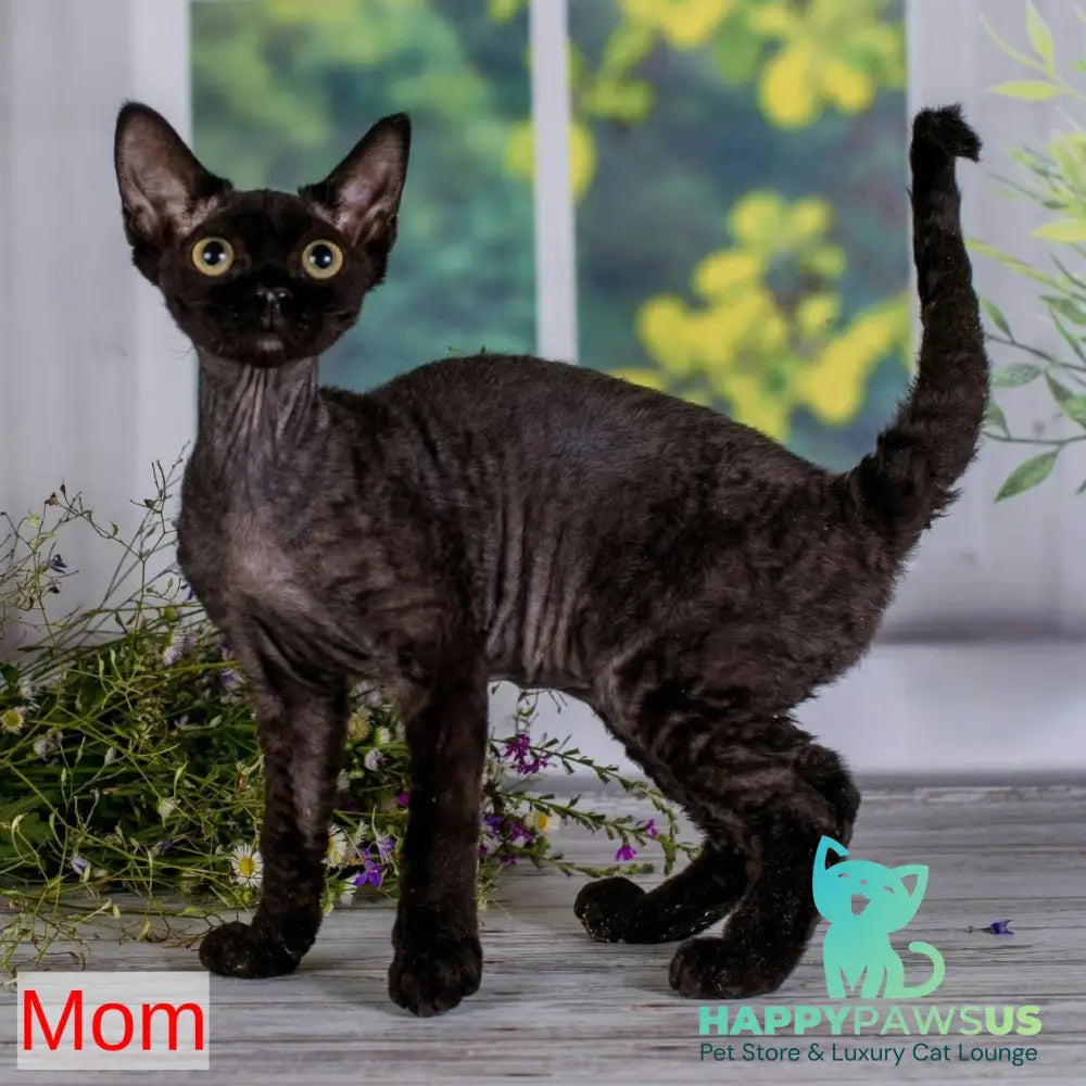 Mun Devon Rex female black with white - live animals