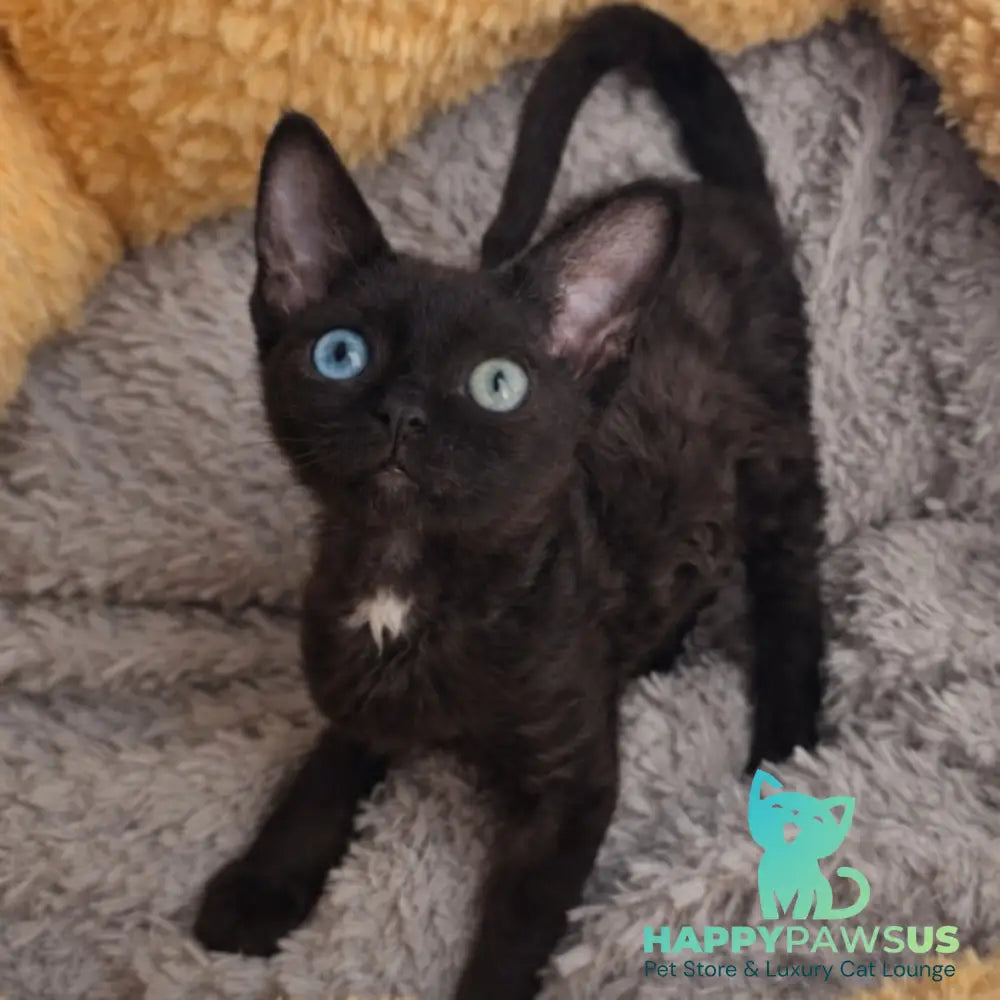 Mun Devon Rex female black with white - live animals