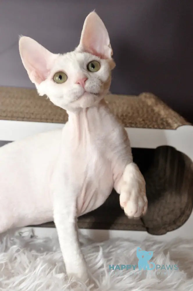 Mur Mur Devon Rex male white live animals