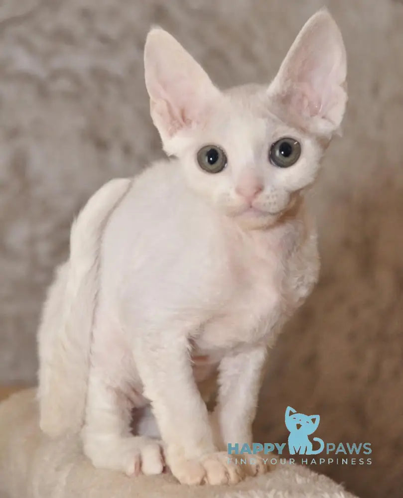 Mur Devon Rex Male White Live Animals