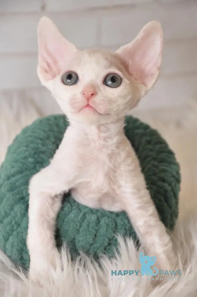 Mur Devon Rex Male White Live Animals