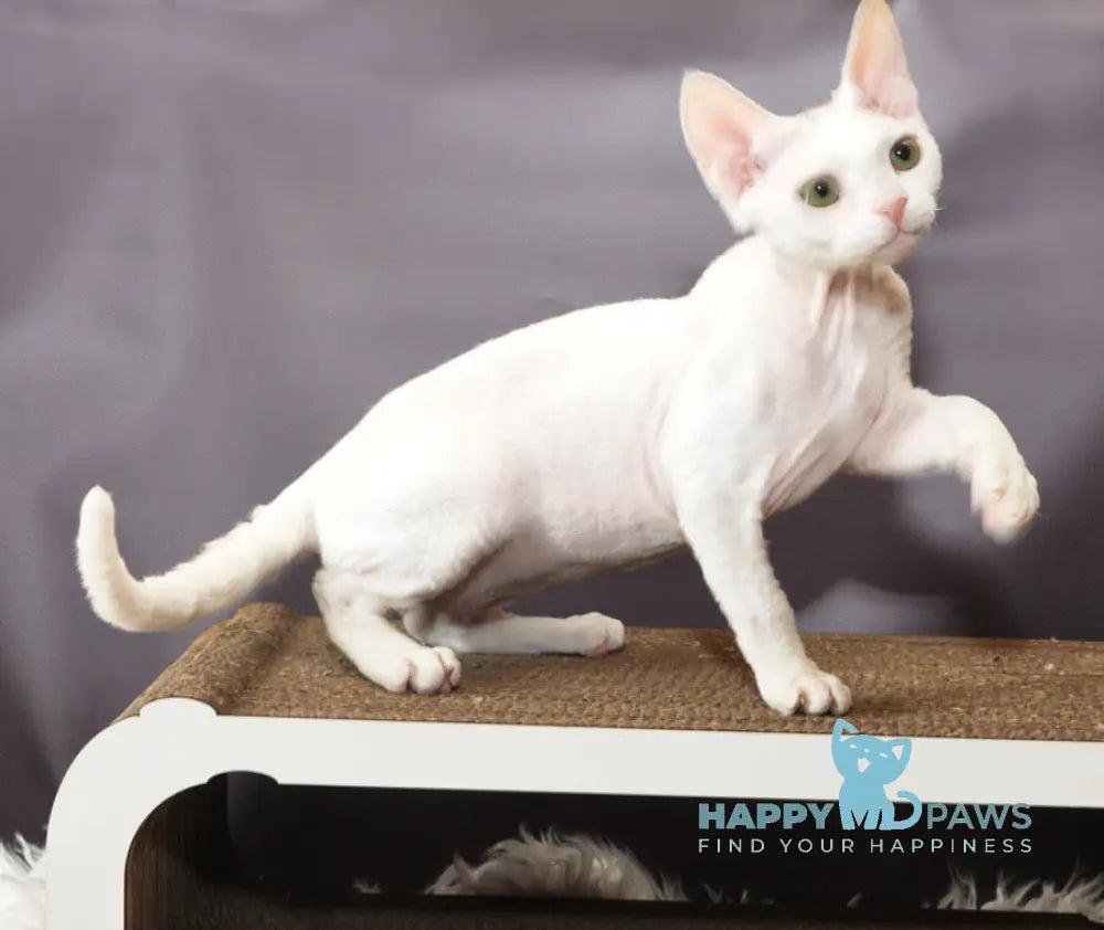 Mur Mur Devon Rex male white live animals
