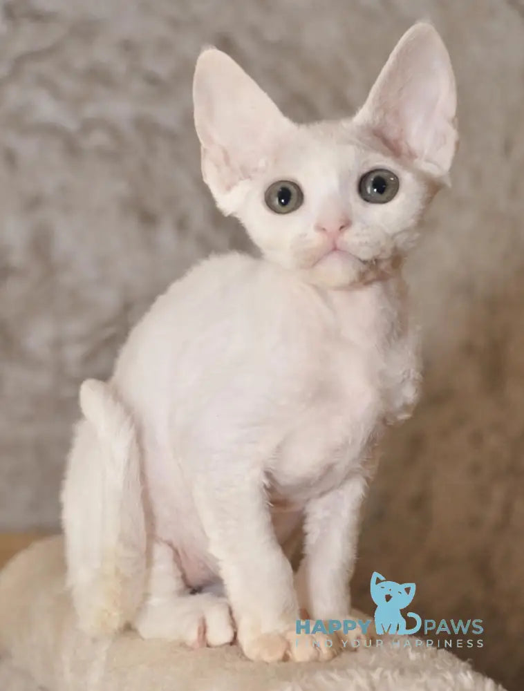 Mur Devon Rex Male White Live Animals