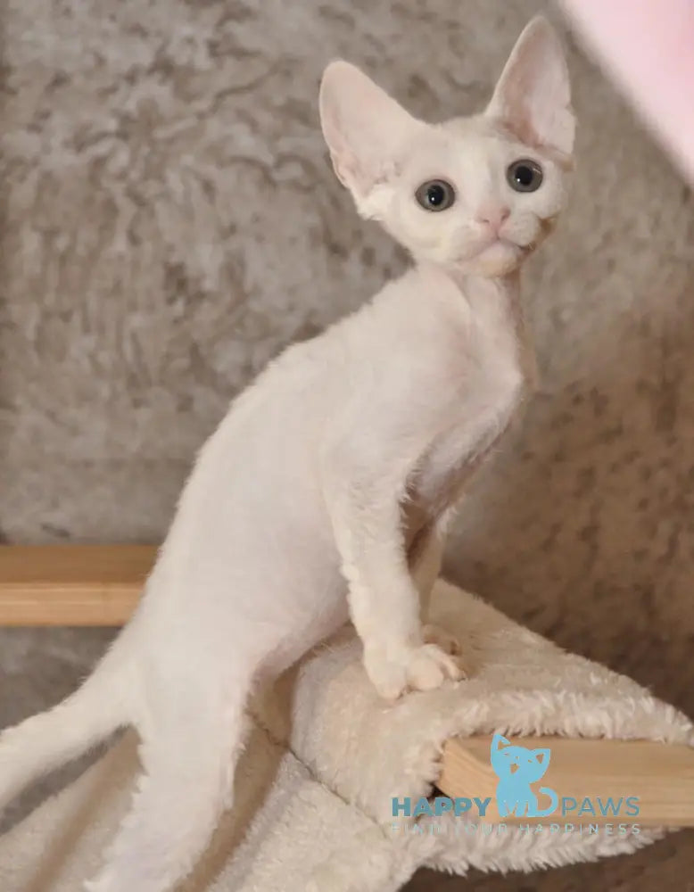 Mur Devon Rex Male White Live Animals