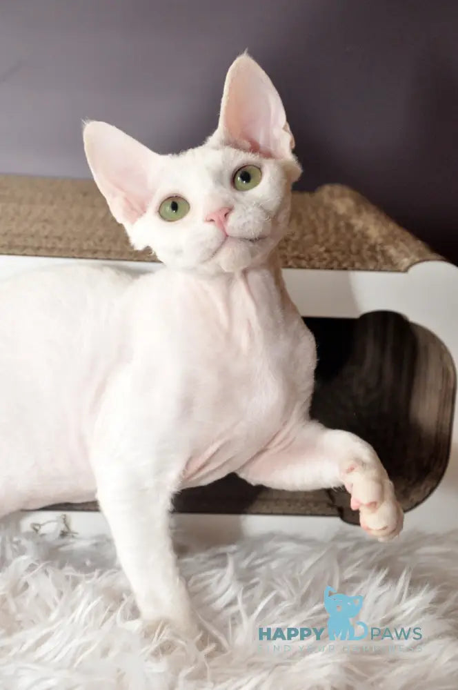 Mur Mur Devon Rex male white live animals