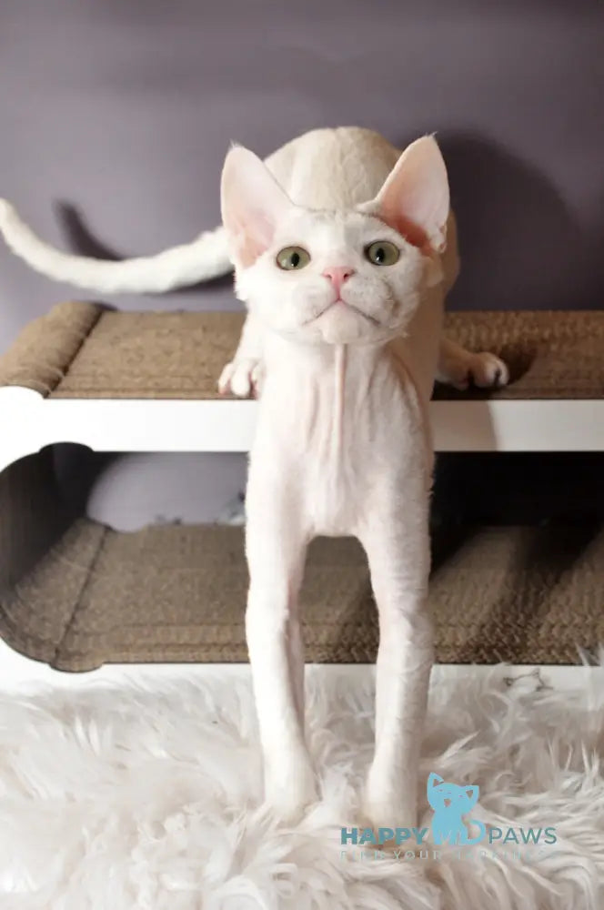 Mur Mur Devon Rex male white live animals