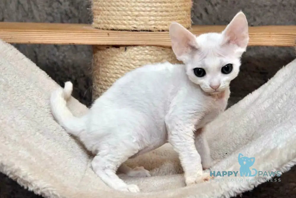 Mur Devon Rex Male White Live Animals