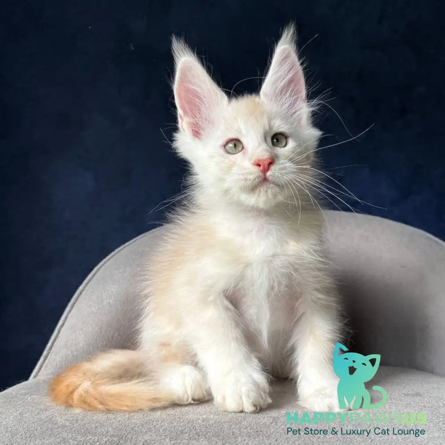 Murat Maine Coon male red silver ticked tabby - live animals