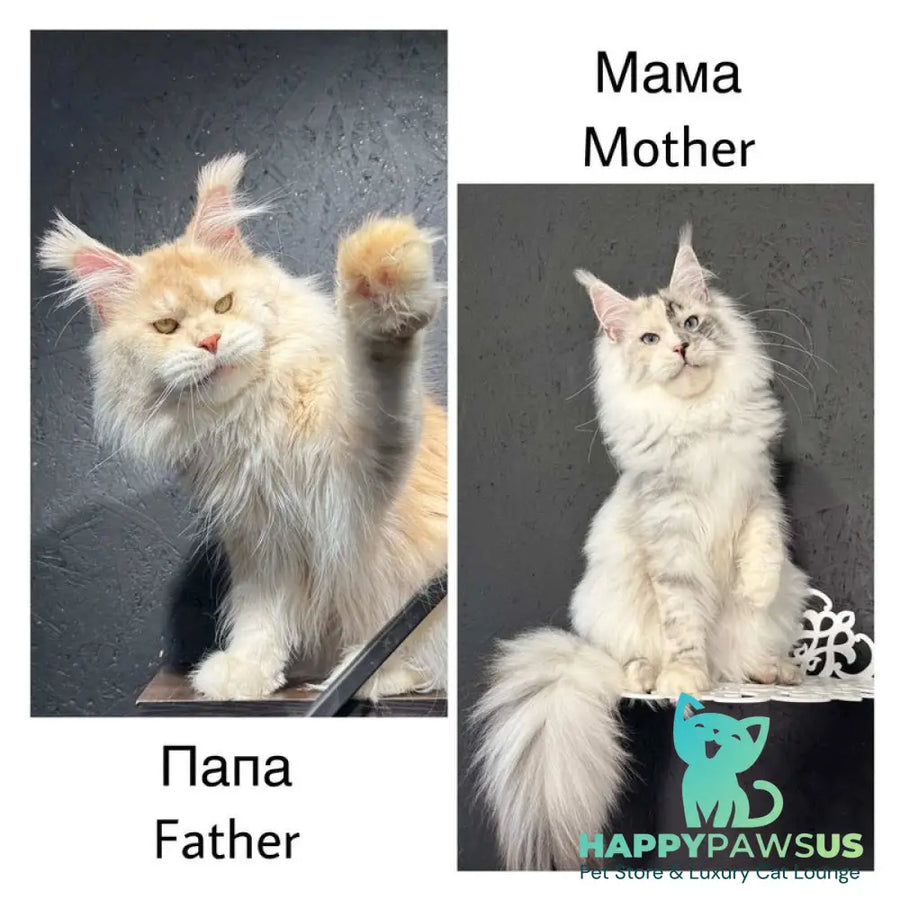 Murat Maine Coon male red silver ticked tabby - live animals