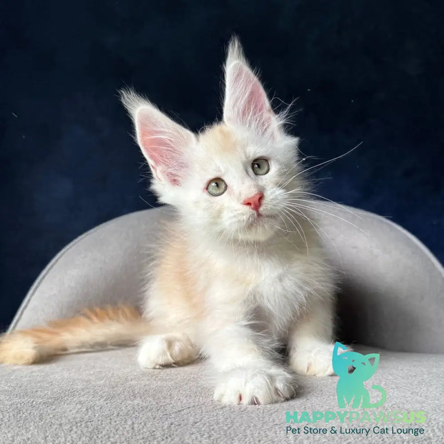 Murat Maine Coon male red silver ticked tabby - live animals
