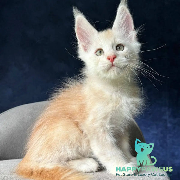 Murat Maine Coon male red silver ticked tabby - live animals