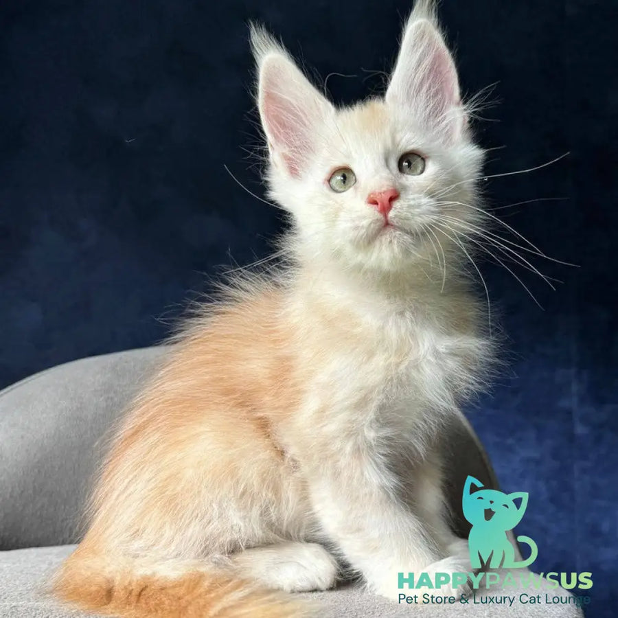 Murat Maine Coon male red silver ticked tabby - live animals