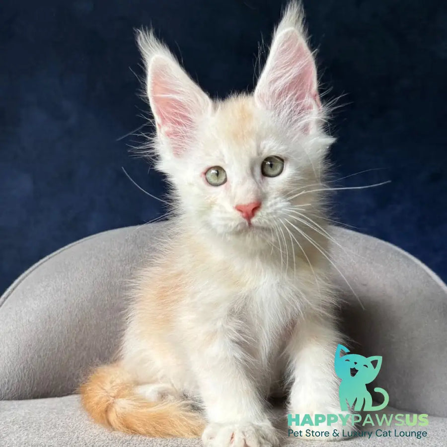 Murat Maine Coon male red silver ticked tabby - live animals