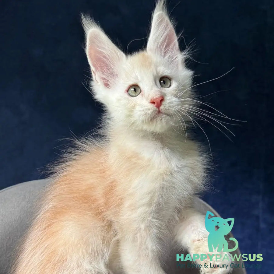 Murat Maine Coon male red silver ticked tabby - live animals