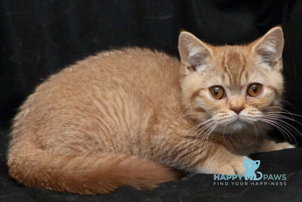 Murkit British Shorthair male cinnamon ticked tabby live animals