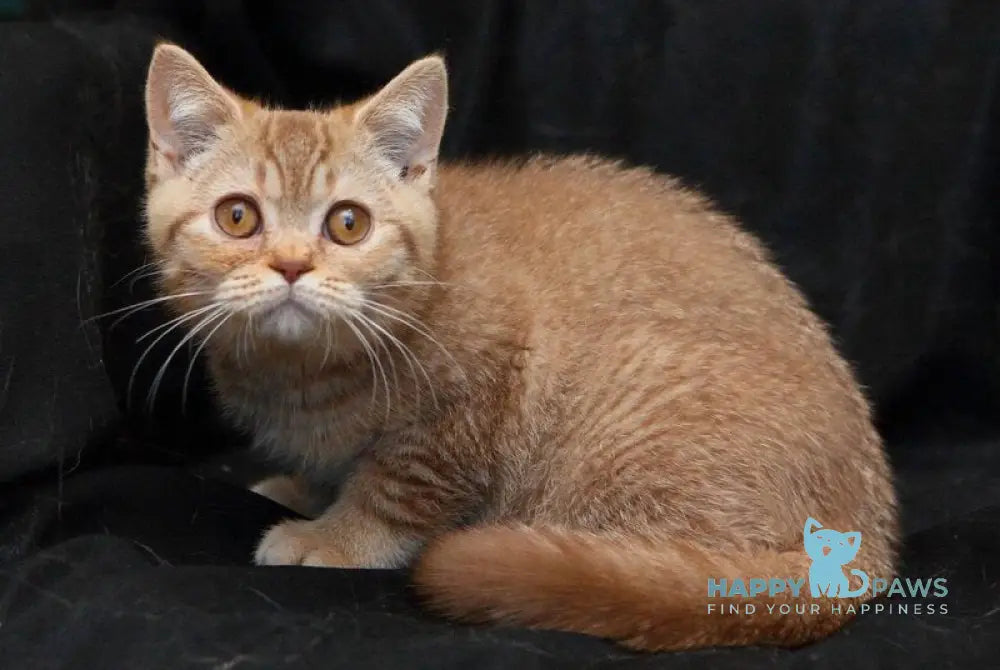 Murkit British Shorthair male cinnamon ticked tabby live animals