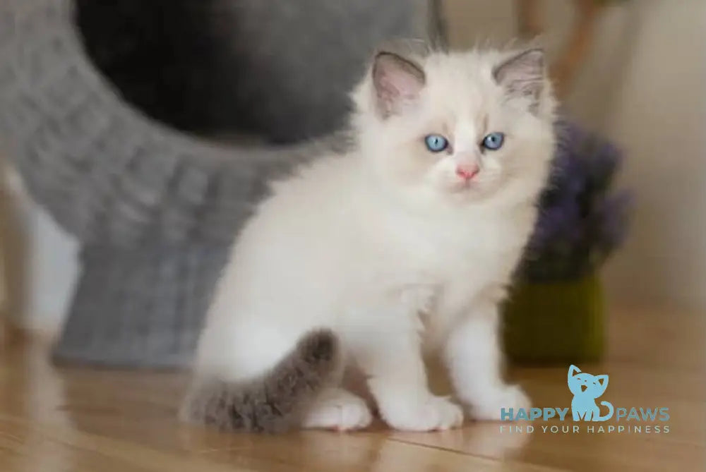 Murphy Ragdoll male blue bicolour live animals