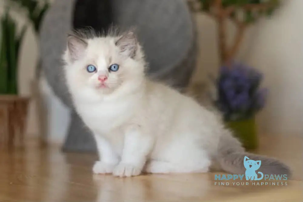 Murphy Ragdoll male blue bicolour live animals