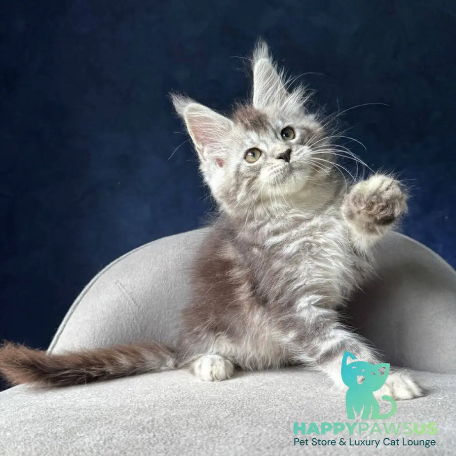 Mushket Maine Coon male black tabby - live animals