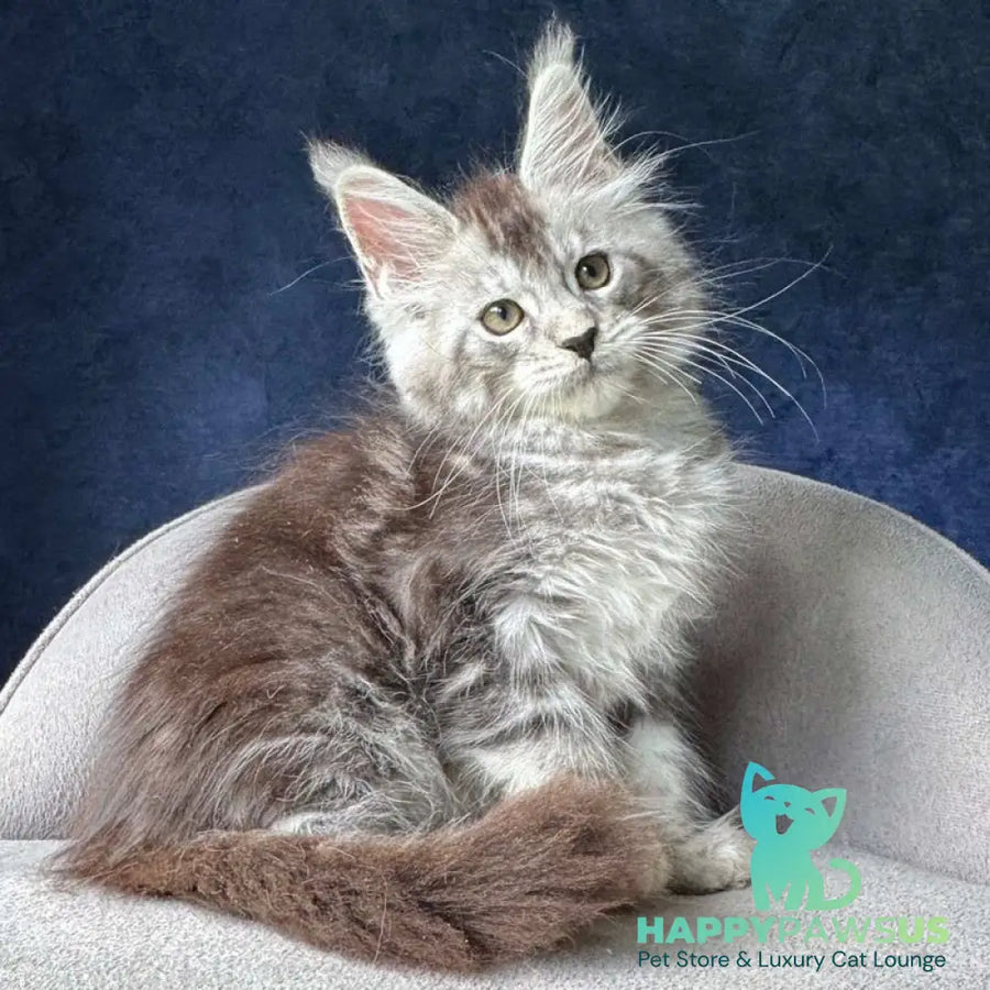 Mushket Maine Coon male black tabby - live animals