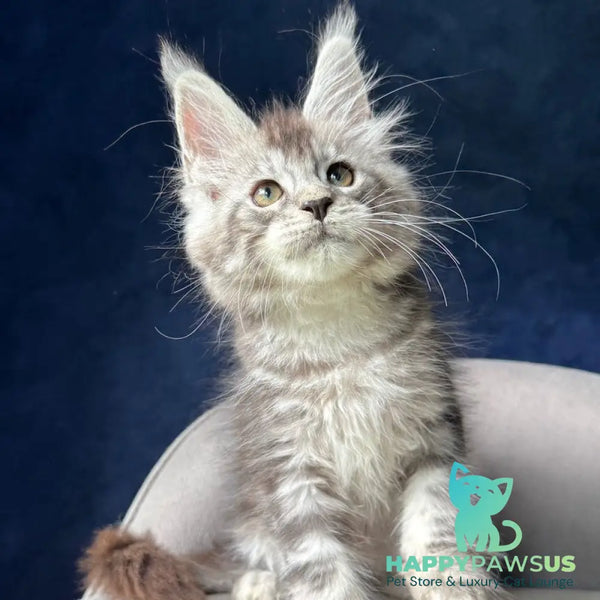 Mushket Maine Coon male black tabby - live animals