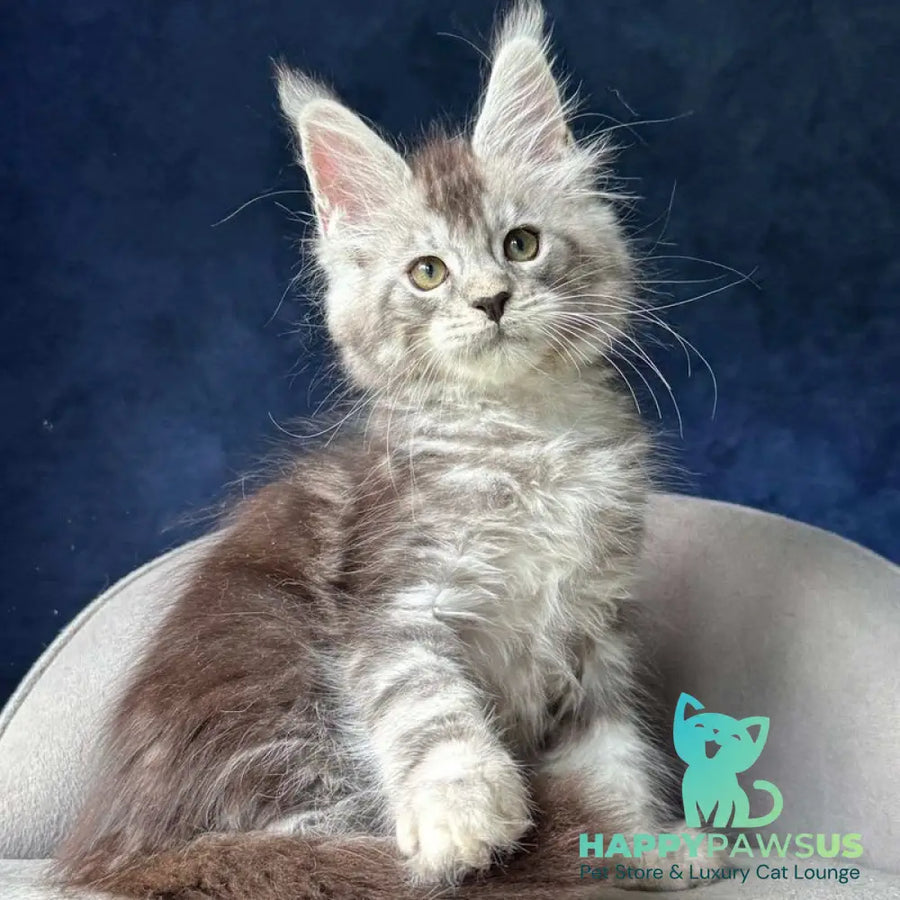 Mushket Maine Coon male black tabby - live animals